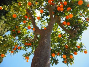 oranges, tree trunk, tribe-1117644.jpg